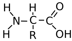 Amino acid general structure