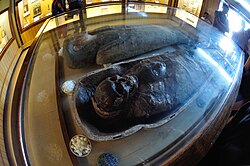 The Egyptian human mummy at Indian Museum, Kolkata.