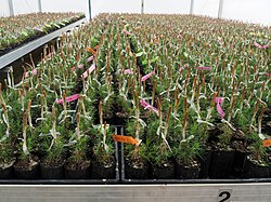 Pinus radiata grafts in preparation for the establishment of a seed orchard in New Zealand