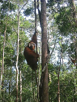 Tanjung Puting
