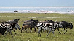 Wildebeest and zebra near Ngorongoro Crater lake