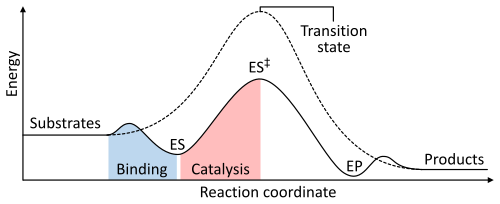 A two dimensional plot of reaction coordinate (x-axis) vs. energy (y-axis) for catalyzed and uncatalyzed reactions. The energy of the system steadily increases from reactants (x = 0) until a maximum is reached at the transition state (x = 0.5), and steadily decreases to the products (x = 1). However, in an enzyme catalyzed reaction, binding generates an enzyme-substrate complex (with slightly reduced energy) then increases up to a transition state with a smaller maximum than the uncatalyzed reaction.