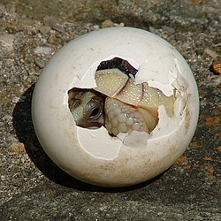 A baby tortoise begins to emerge "fully developed" from its macrolecithal egg.