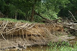 Stream bank erosion along Pimmit Run in McLean, Virginia, the result of upstream development. Bank erosion is natural, but can be accelerated by humans.