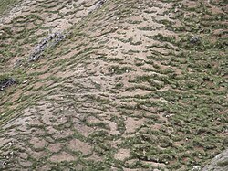 Garland-like solifluction formed in the Swiss National Park