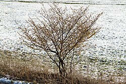 Winter-flowering Witch-hazel (Hamamelis)
