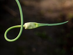 The garlic plant is starting to be green
