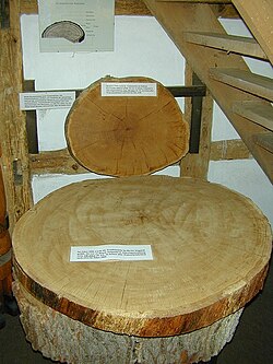 The tighter grain of French oak allows for a more gradual integration of flavors in the wine.