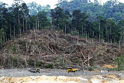 Trees being felled in Kalimantan, the Indonesian part of Borneo, in 2013, to make way for a new coal mining project