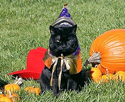 India the Cat in a Halloween costume, 2007