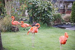 Flamingos at Paradise Park, a zoo in Cornwall