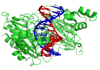 The restriction enzyme EcoRV (green) in a complex with its substrate DNA[121]