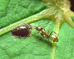 Argentine ants (Linepithema humile), which form supercolonies across continents, are ranked among the world's 100 worst invasive animal species.[121]