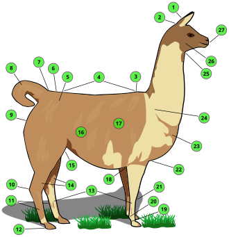 Names of llama body parts: 1 ears – 2 poll – 3 withers – 4 back – 5 hip – 6 croup – 7 base of tail – 8 tail – 9 buttock – 10 hock – 11 metatarsal gland – 12 heel – 13 cannon bone – 14 gaskin – 15 stifle joint – 16 flank – 17 barrel – 18 elbow – 19 pastern – 20 fetlock – 21 Knee – 22 Chest – 23 point of shoulder – 24 shoulder – 25 throat – 26 cheek or jowl – 27 muzzle