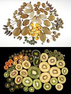 Kiwifruit by species: A = A. arguta, C = A. chinensis var. chinensis, D = A. chinensis var. deliciosa, E = A. eriantha, I = A. indochinensis, P = A. polygama, S = A. chinensis var. setosa.