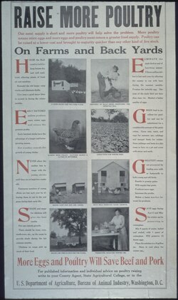 World War I poster suggesting the use of waterglass to preserve eggs