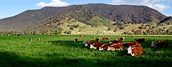 Cattle grazing on a farm in Victoria, Australia