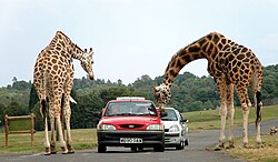 Giraffes being fed by visitors in the West Midlands Safari Park, England