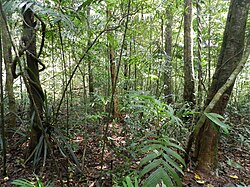 Tropical rainforest in Agumbe, India