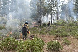 Firefighters use driptorches to perform ignitions on the Cedar Central Prescribed Burn in Cedar Grove, Kings Canyon National Park.