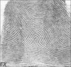 A tented fingerprint arch