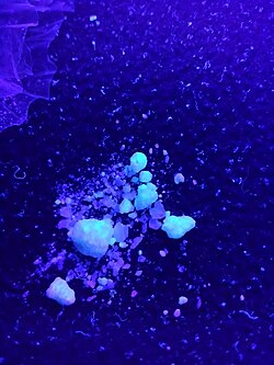 Cocaine under UV light