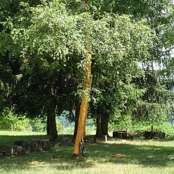 Bark blown off of a Birch tree via explosive steam pressure between the trunk and bark from a lightning strike