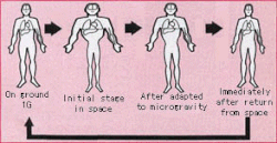 The effects of microgravity on fluid distribution around the body (greatly exaggerated)