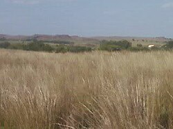 Location of Black Kettle's campsite by the Washita River in 2008