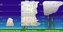 Stages of a thunderstorm's life.