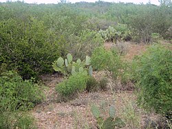 Shrub vegetation (with some cacti) in Webb County, Texas.