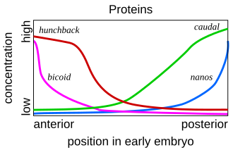 Gene product distributions along the long axis of the early embryo of a fruit fly