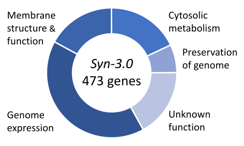 Gene functions in the minimal genome of the synthetic organism, Syn 3[105]