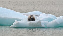 Bearded seal