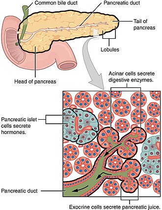 The pancreas has many functions, served by the endocrine cells in the islets of Langerhans and the exocrine acinar cells. Pancreatic cancer may arise from any of these and disrupt any of their functions.