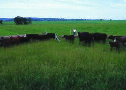 Rotational grazing of cattle and sheep in Missouri with pasture divided into paddocks, each grazed in turn for a short period and then rested