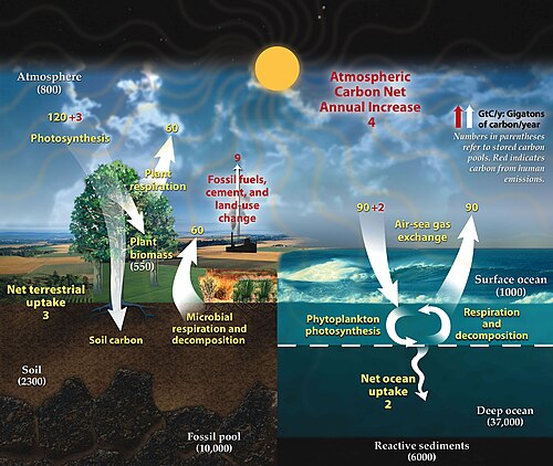 The fast cycle operates through the biosphere, including exchanges between land, atmosphere, and oceans. The yellow numbers are natural fluxes of carbon in billions of tons (gigatons) per year. Red are human contributions and white are stored carbon.[30]