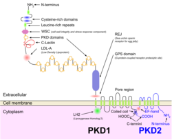 PKD1 and PKD2