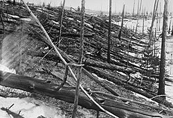 Trees knocked over by the Tunguska blast
