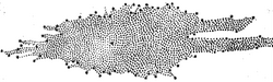 The shape of the Milky Way as deduced from star counts by William Herschel in 1785. The Solar System was assumed to be near the center.