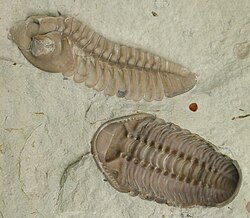 Trilobites were highly successful marine animals through much of the Paleozoic, only to succumb to extinction at the Permian–Triassic extinction event