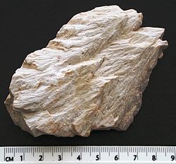 Shatter cones developed in fine grained dolomite from the Wells Creek crater, USA.