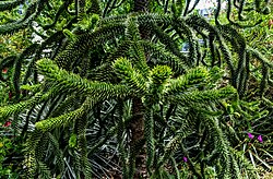 Monkey-puzzle tree at Salesforce Park in San Francisco, USA.