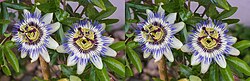 Two Passiflora caerulea flowers arranged as a stereo image pair for viewing by the cross-eyed viewing method (see Freeviewing)