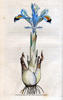 Iris persica (Sowerby)