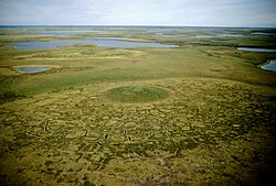 Mackenzie delta with drained lake (foreground), ice-wedge polygons and a growing pingo, August 1987