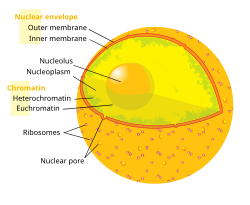 Diagram of the nucleus showing the ribosome-studded outer nuclear membrane, nuclear pores, DNA (complexed as chromatin), and the nucleolus.