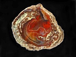 A lithophysa from France