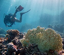 Recreational diver over a coral reef in the Red Sea
