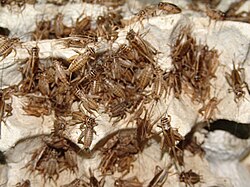 Crickets
